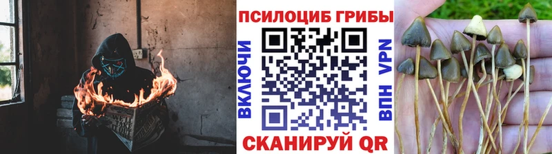 Галлюциногенные грибы мухоморы  Валдай 